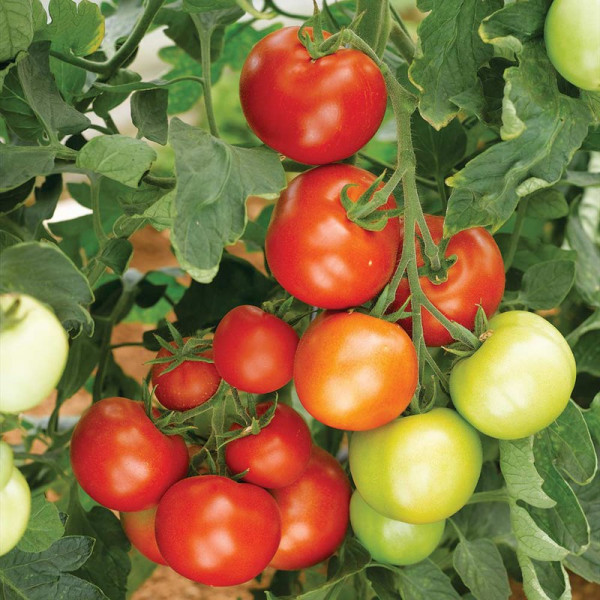 Buy Tomato Seeds Moneymaker Online - Green plants & flowering plants