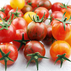 Tomato Artisan Seeds Bumble Bee Mix