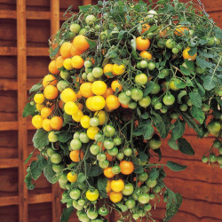 Tomato Seeds Tumbling Tom Yellow