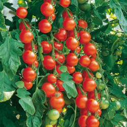 Tomato Seeds Gardeners Delight