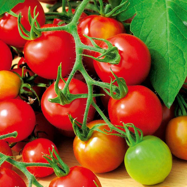 Buy Tomato Seeds Red Alert Online - Green plants & flowering plants