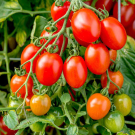 Tomato Seeds Montello F1