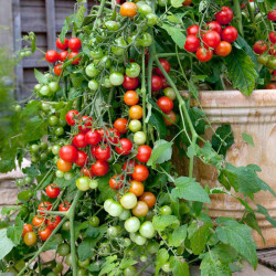 Tomato Seeds Lizzano F1