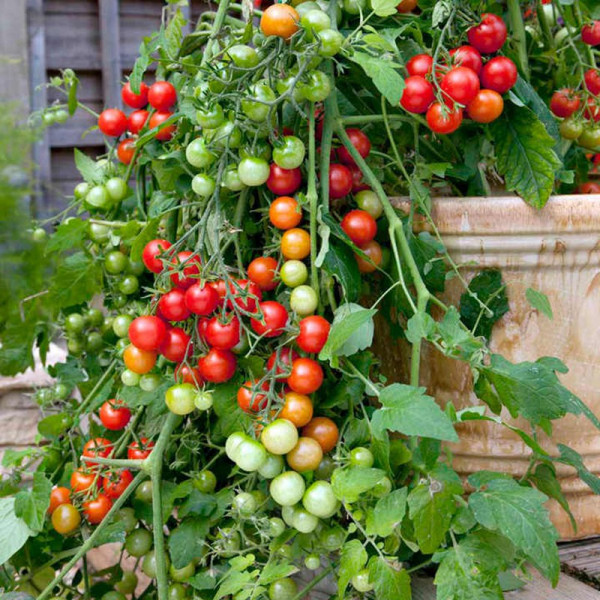 Buy Tomato Seeds Lizzano F1 Online - Green plants & flowering plants Buy Tomato Seeds Lizzano F1 Online - Green plants & flowering plants