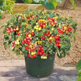 Tomato Seeds Tumbler F1