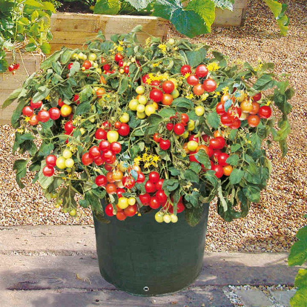 Buy Tomato Seeds Tumbler F1 Online - Green plants & flowering plants