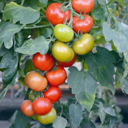 Tomato Seeds Crimson Crush F1