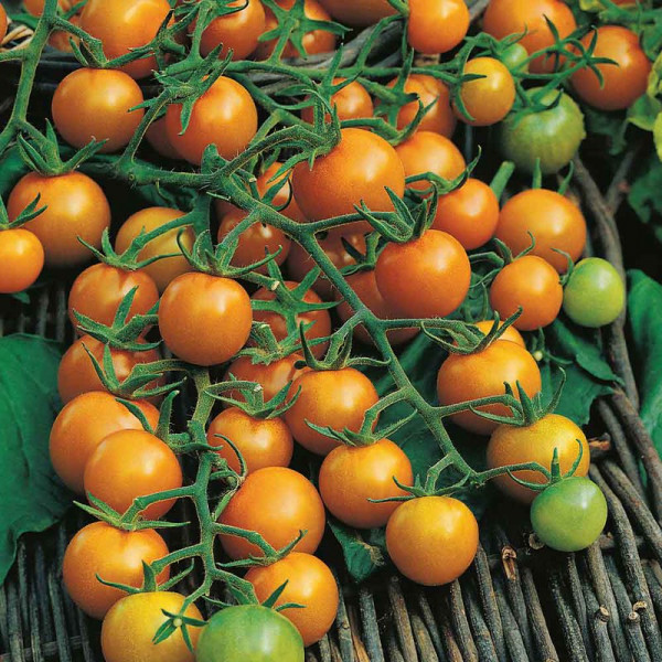 Buy Tomato Seeds Sungold F1 Online - Green plants & flowering plants