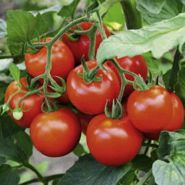 Tomato Seeds Fantasio F1