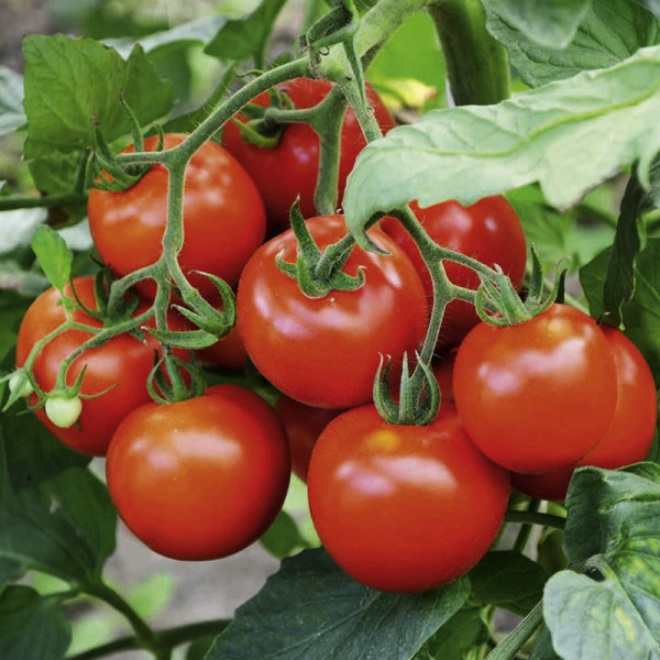 Buy Tomato Seeds Fantasio F1 Online - Green plants & flowering plants