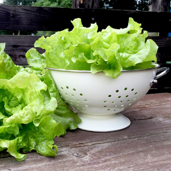 Buy Lettuce Seeds Fat Lazy Blonde Online - Green plants & flowering plants