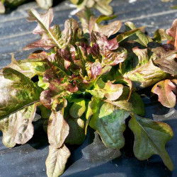 Lettuce Seeds Bronze Beauty