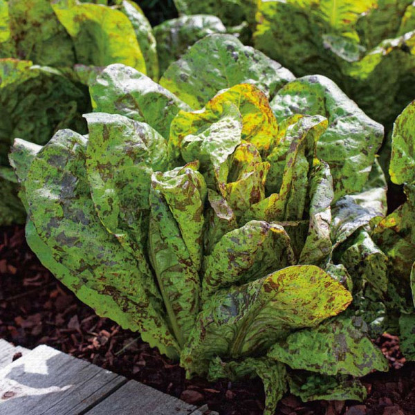 Buy Lettuce Seeds Speckled Trout Online - Green plants & flowering plants