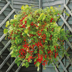 Tomato Seeds Hundreds and Thousands