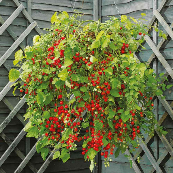Buy Tomato Seeds Hundreds and Thousands Online - Green plants & flowering plants