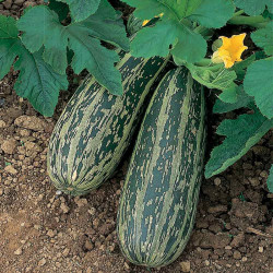 Marrow Seeds Tiger Cross F1