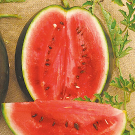 Watermelon Seeds Rosario F1