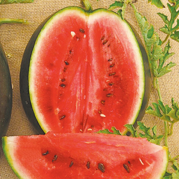 Buy Watermelon Seeds Rosario F1 Online - Green plants & flowering plants