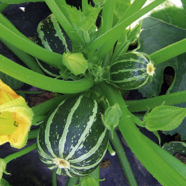 Buy Courgette Seeds Piccolo F1 Online - Green plants & flowering plants Buy Courgette Seeds Piccolo F1 Online - Green plants & flowering plants