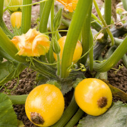 Courgette Seeds One Ball F1