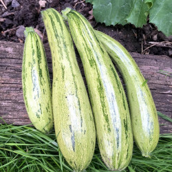 Courgette Seeds Cocozelle V. Tripolis
