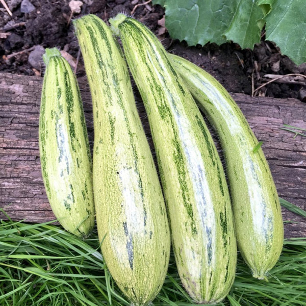 Buy Courgette Seeds Cocozelle v. Tripolis Online - Green plants & flowering plants Buy Courgette Seeds Cocozelle v. Tripolis Online - Green plants & flowering plants