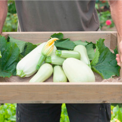 Courgette Seeds Lungo Bianco