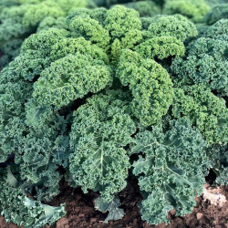 Kale Seeds Oldenboer F1