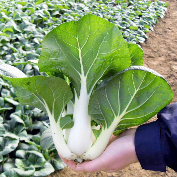 Buy Pak Choi Chu Choi F1 Seeds Online - Green plants & flowering plants