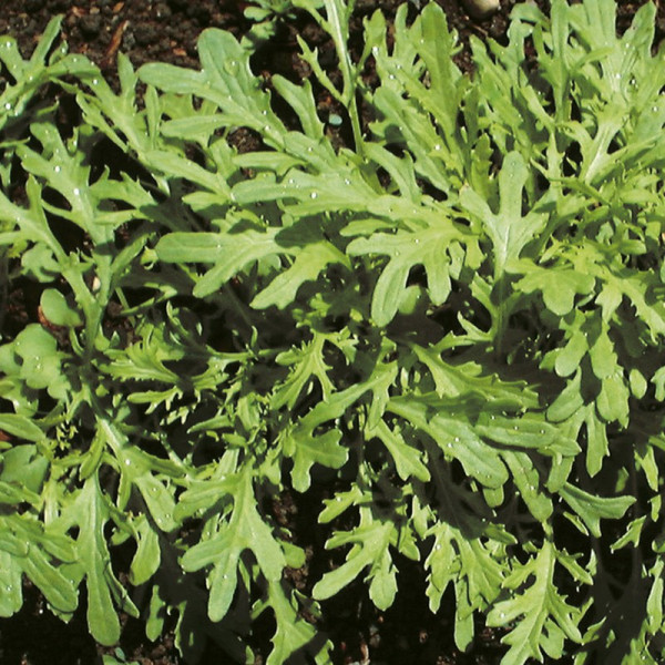 Buy Leaf Salad Seeds Mustard Golden Streaks Online - Green plants & flowering plants