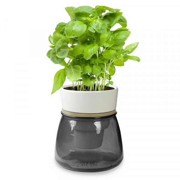 Buy Self Watering Herb Pot Grey Online - Green plants & flowering plants