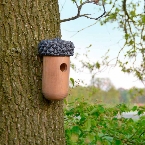 Buy Acorn Bird House Online - Green plants & flowering plants