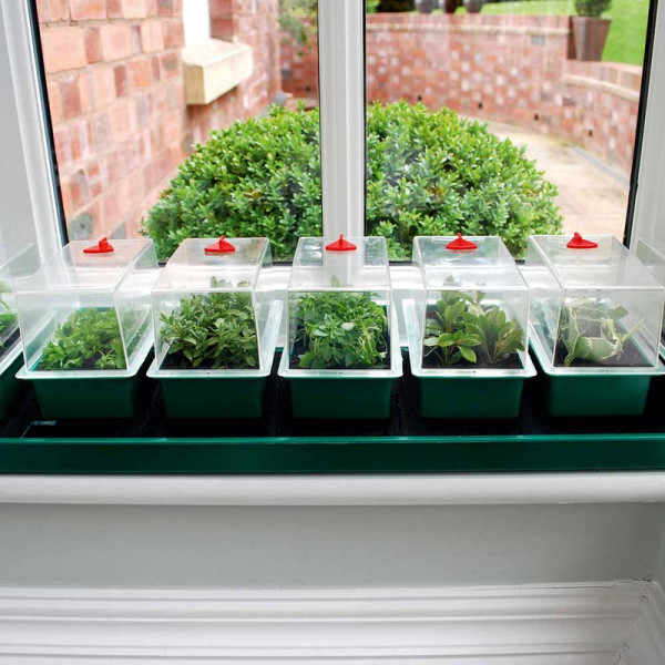 Buy Super 7 Self Watering Propagator Online - Green plants & flowering plants
