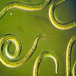 Nemasys Caterpillar and Codling Moth Killer