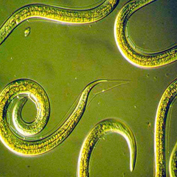 Buy Nemasys Caterpillar and Codling Moth Killer Online - Green plants & flowering plants Buy Nemasys Caterpillar and Codling Moth Killer Online - Green plants & flowering plants