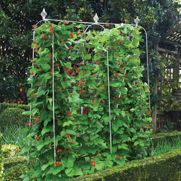 Buy Runner Bean Frames Online - Green plants & flowering plants Buy Runner Bean Frames Online - Green plants & flowering plants