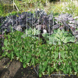 Pea Frame