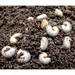 Garden Chafer Beetle Replacement Lure