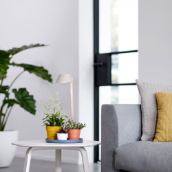 Indoor Plant Light Care