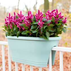 Corsica Flower Bridge Planter Mint