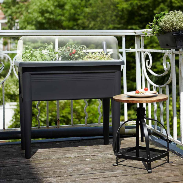 Buy Grow Table & Lid Online - Green plants & flowering plants