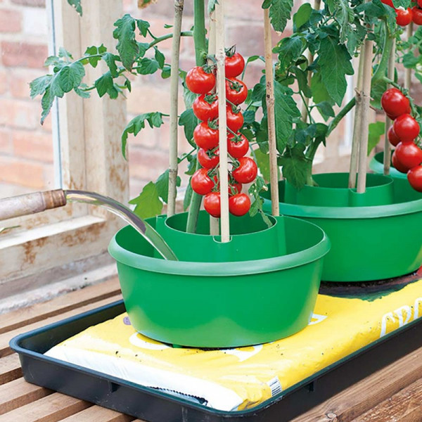 Buy Plant Halos (Pack of 9) Online - Green plants & flowering plants