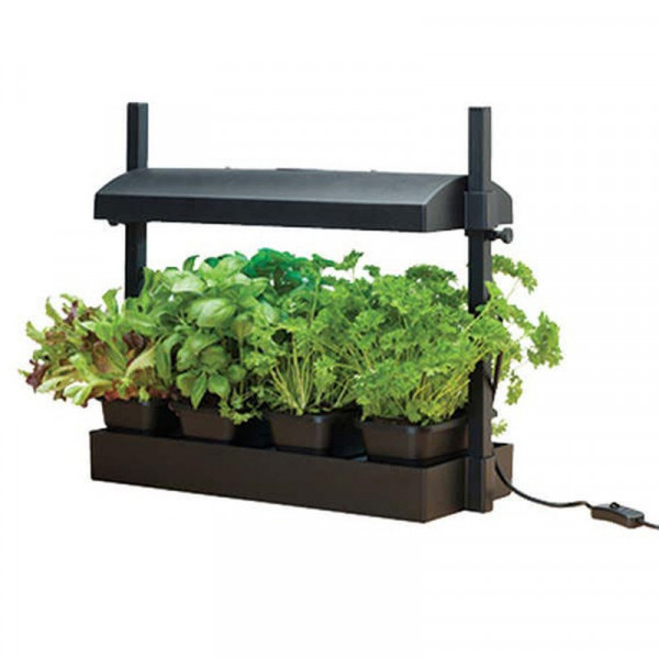 Buy Grow Light Garden Black Online - Green plants & flowering plants