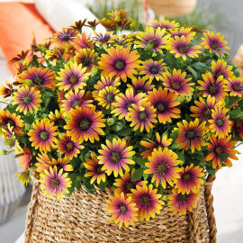 Osteospermum Plants Purple Sun