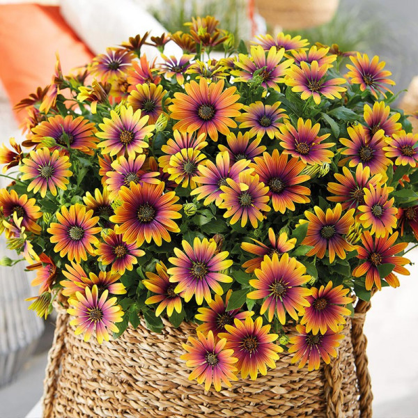 Buy Osteospermum Plants Purple Sun Online - Green plants & flowering plants