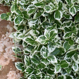 Euonymus Plant Emerald Gaiety