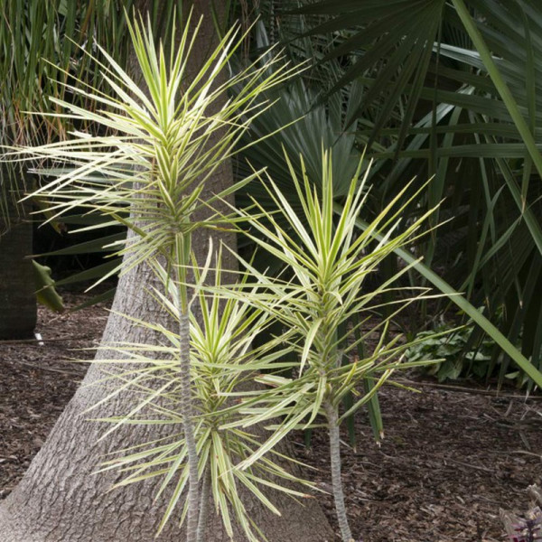 Buy Yucca Plant Jewel Yellow And Green Online - Green plants & flowering plants