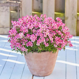 Antirrhinum Plants Dazzling Lips Pink