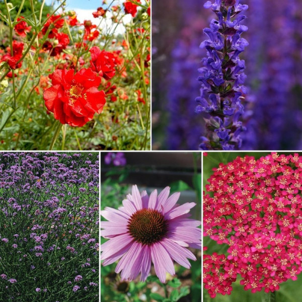Buy Perfect for Pollinators Perennial Collection Online - Green plants & flowering plants
