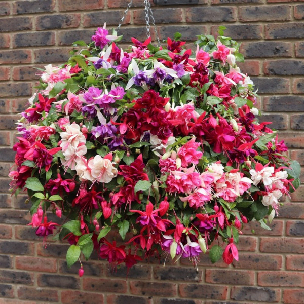 Buy Fuchsia Sparkling Giant Collection Online - Green plants & flowering plants